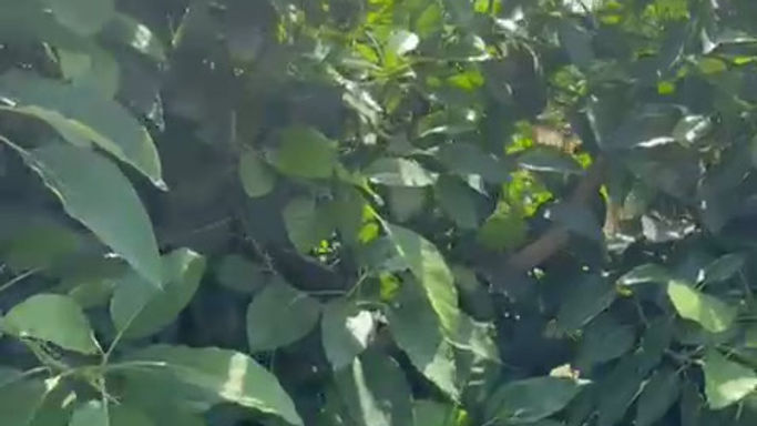 WhatsApp Video 2025-11-09 at 17.39.22